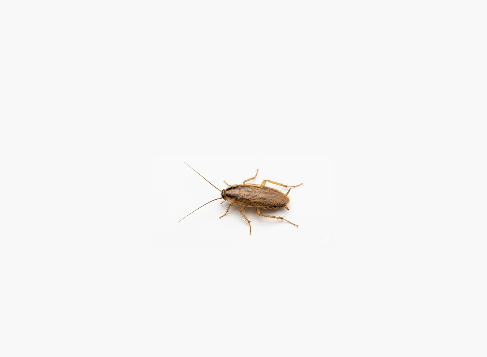 Barata Alemã Blattella germanica