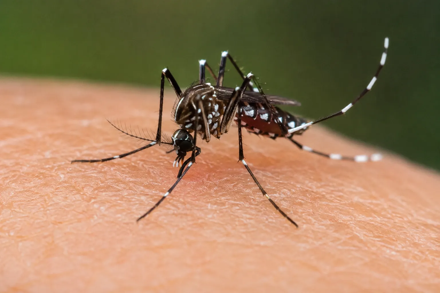 Mosquito Aedes aegypti